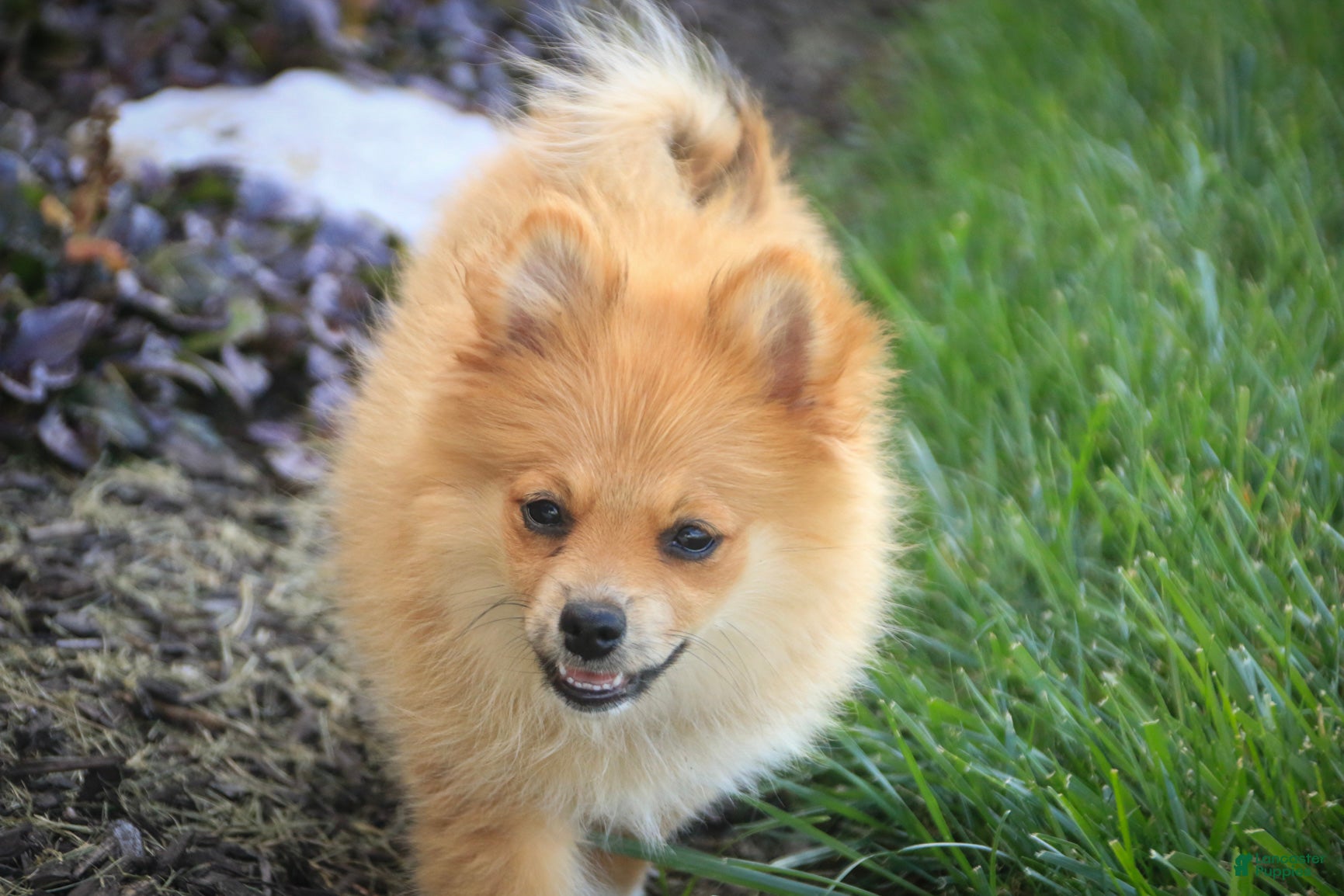 Pomeranian dogs Bingo Pomeranian  - Ad 1