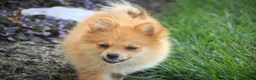 Pomeranian dogs for sale: Bingo Pomeranian  - Ad 1