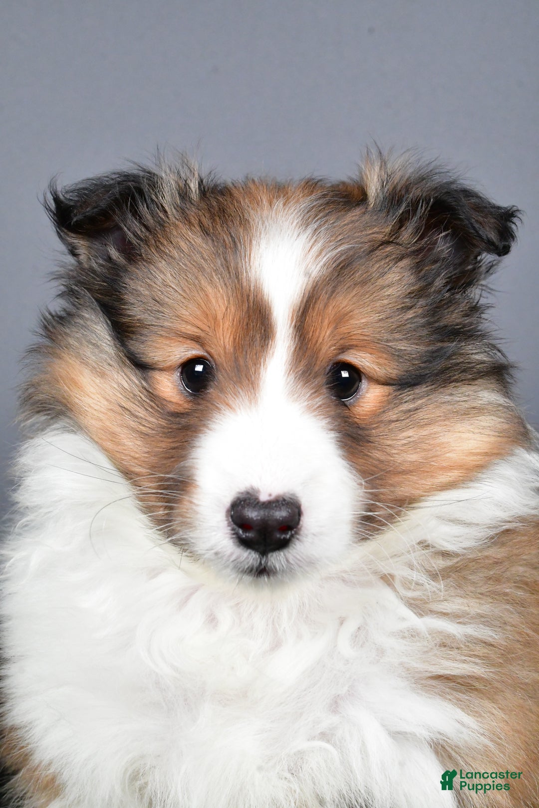 Shetland Sheepdog dogs for sale: Tracy - Ad 3