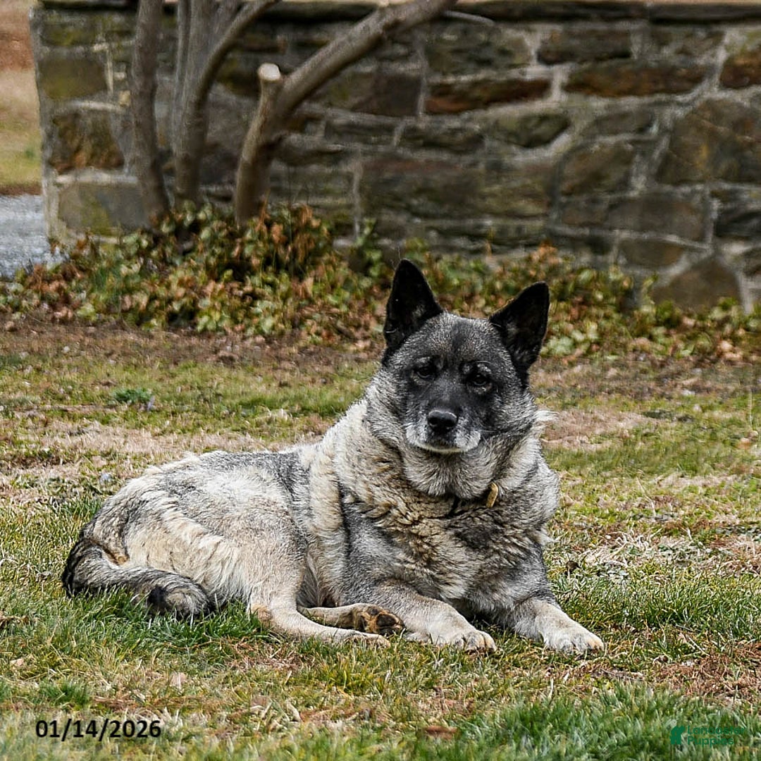 Mixed Breed dogs for sale: Richie - Ad 4