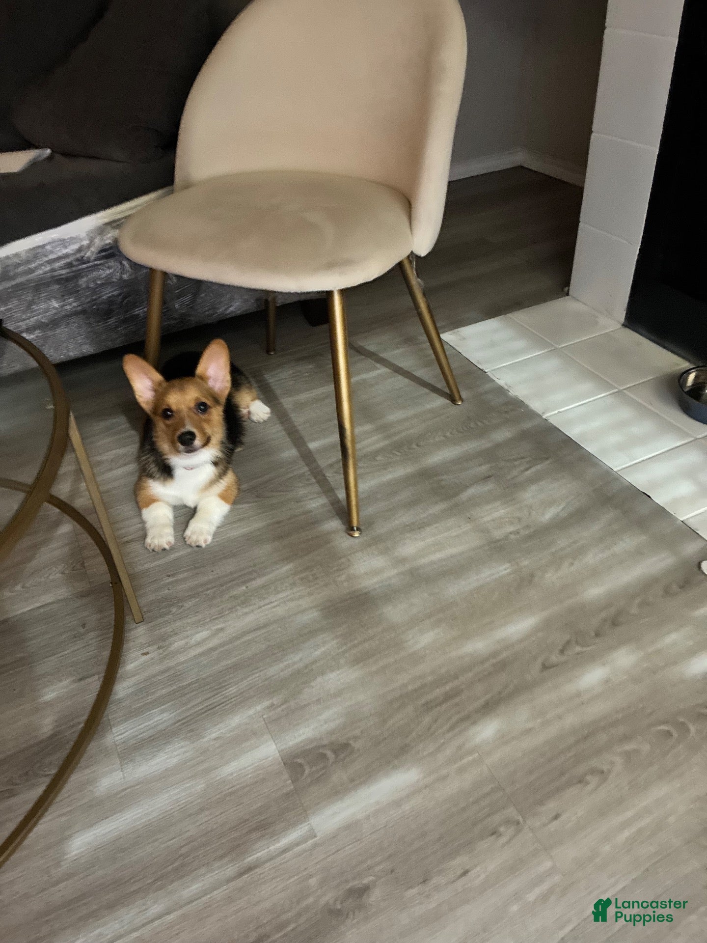 Welsh Corgi Pembroke dogs for sale: Welsh Corgi Pembroke 1 - Ad 3