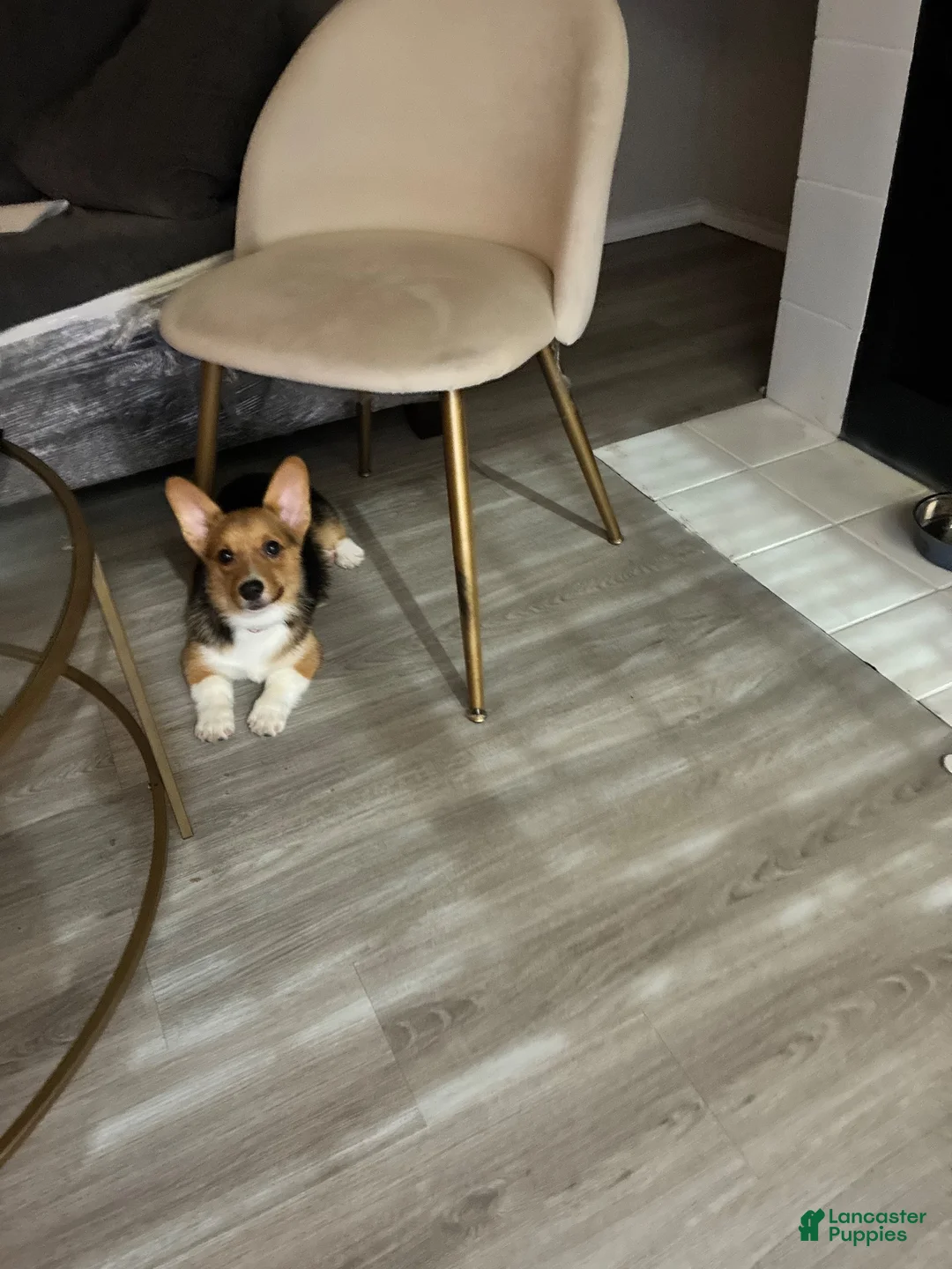Welsh Corgi Pembroke dogs for sale: Welsh Corgi Pembroke 1 - Ad 1