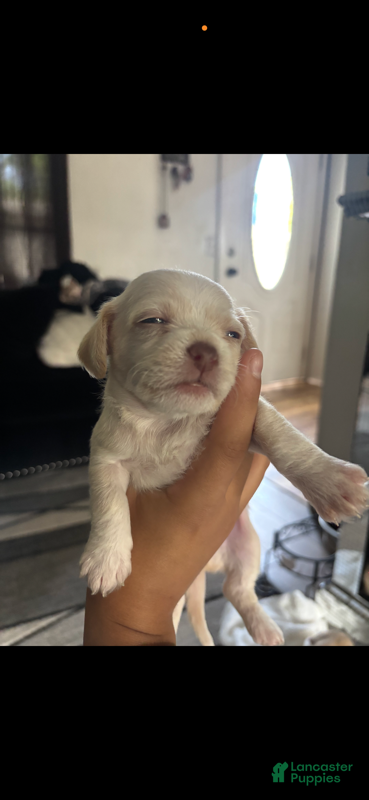 Shorkie dogs for sale: Shorkie 2 - Ad 3