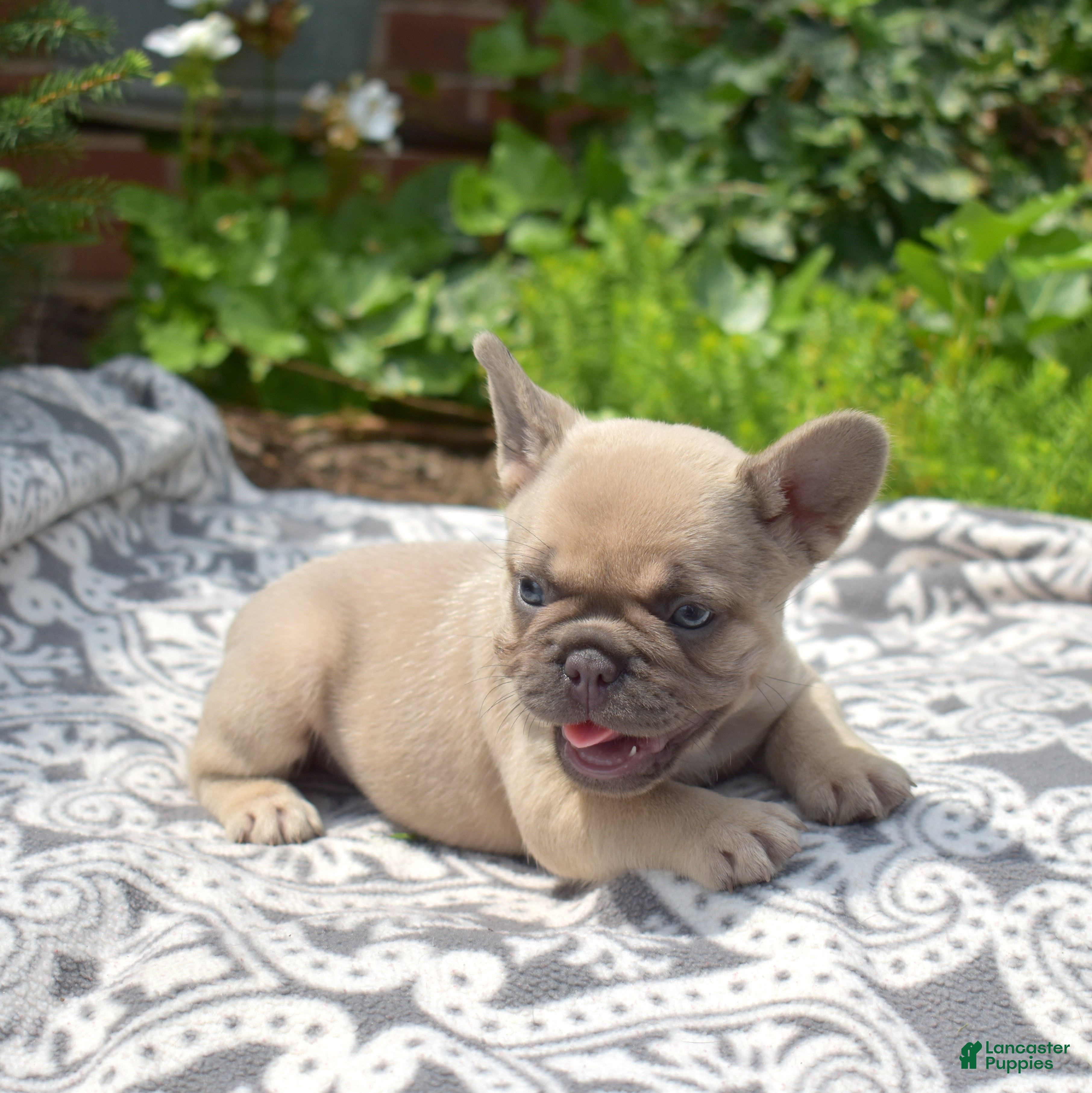 French Bulldog dogs MJ - Ad 2
