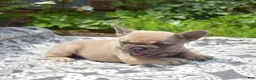French Bulldog dogs for sale: MJ - Ad 2