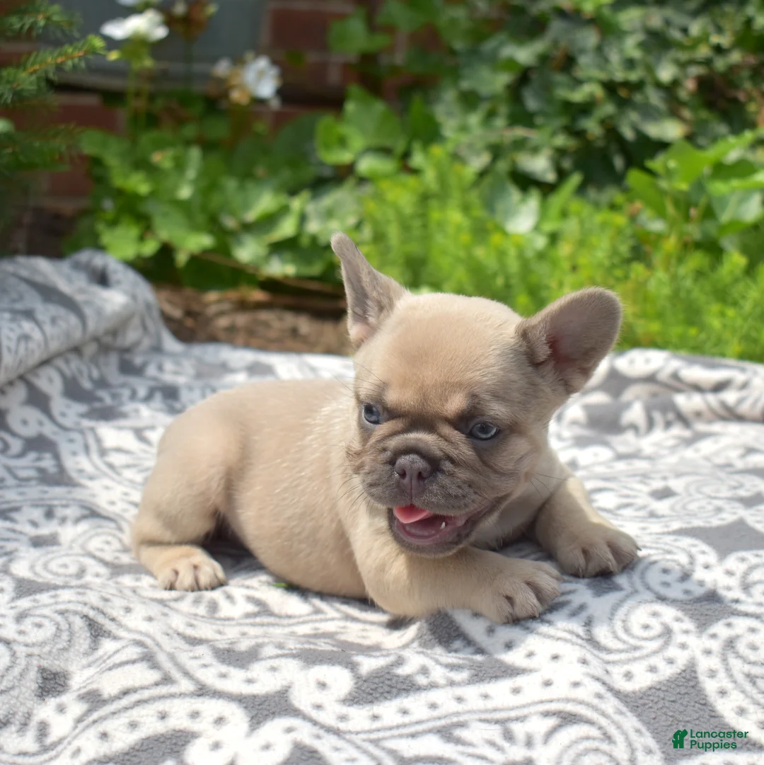 French Bulldog dogs for sale: MJ - Ad 2