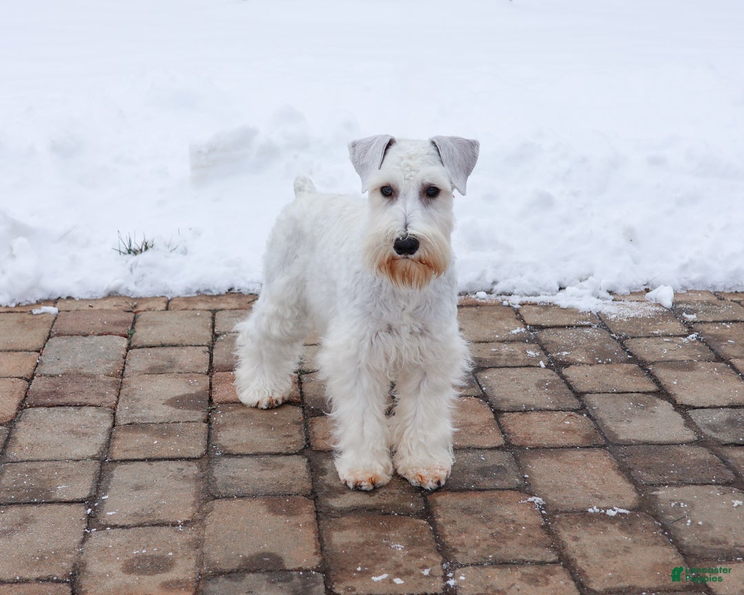 Miniature Schnauzer dogs for sale: Alex - Ad 5