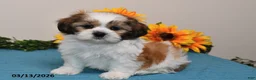 Shih Tzu dogs for sale: Peanut  - Ad 4