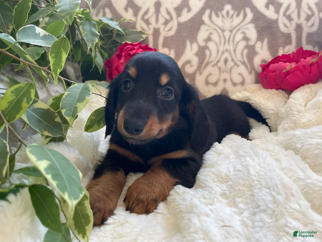 Miniature Dachshund dogs for sale: Corbin - Ad 7
