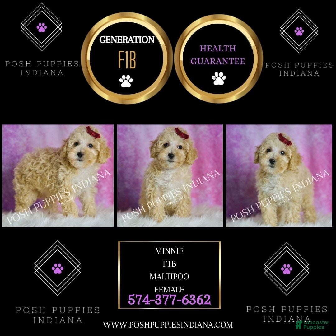 Maltipoo dogs for sale: Minnie  - Ad 2