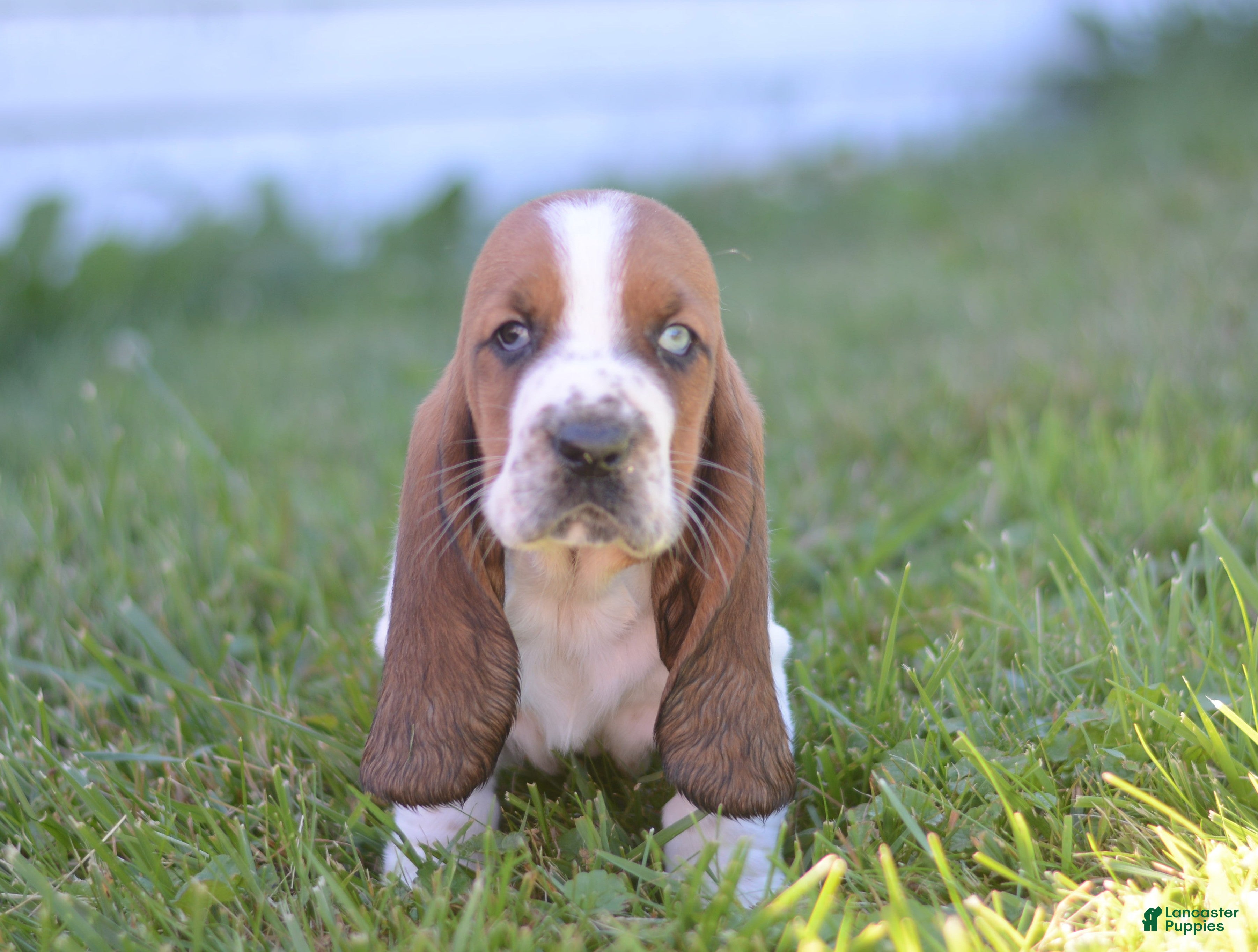 Basset Hound dogs Tammy - Ad 1
