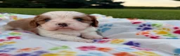 Cavalier King Charles Spaniel dogs for sale: Joshua Cavalier King Charles Spaniel  - Ad 3