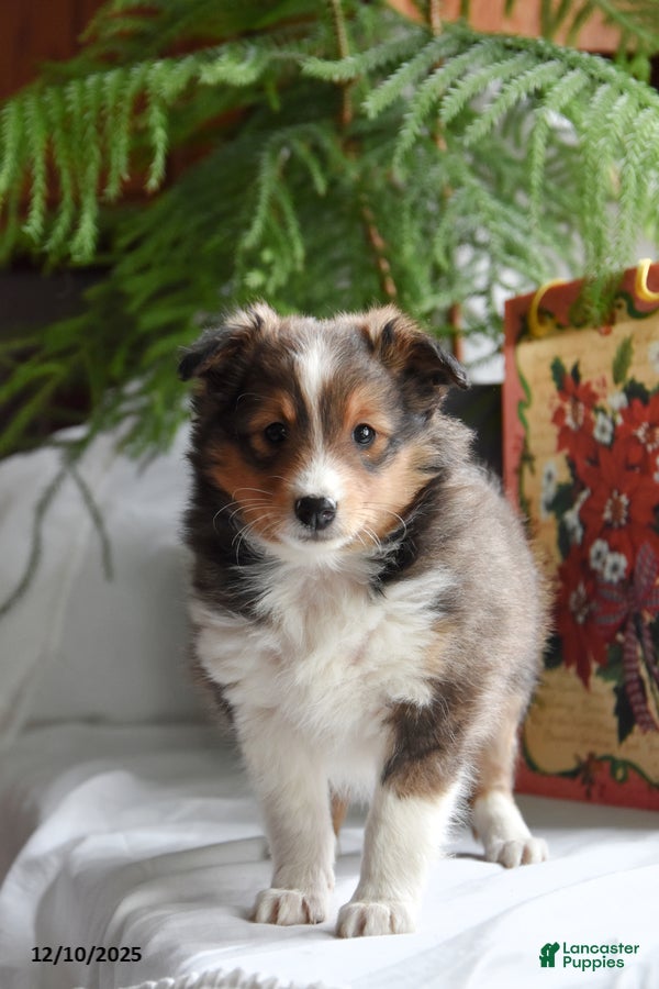 Shetland Sheepdog dogs Twila - Ad 5