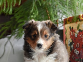 Shetland Sheepdog dogs Twila - Ad 1