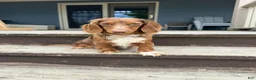 Miniature Dachshund dogs for sale: Satin - Ad 4