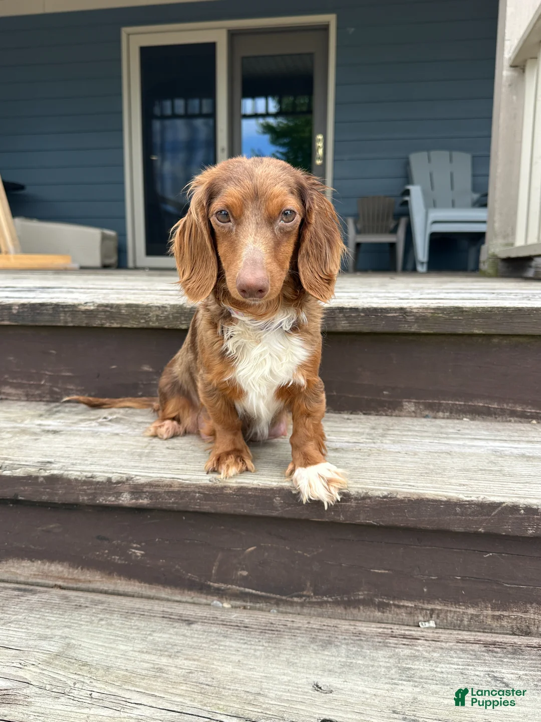 Miniature Dachshund dogs for sale: Satin - Ad 4