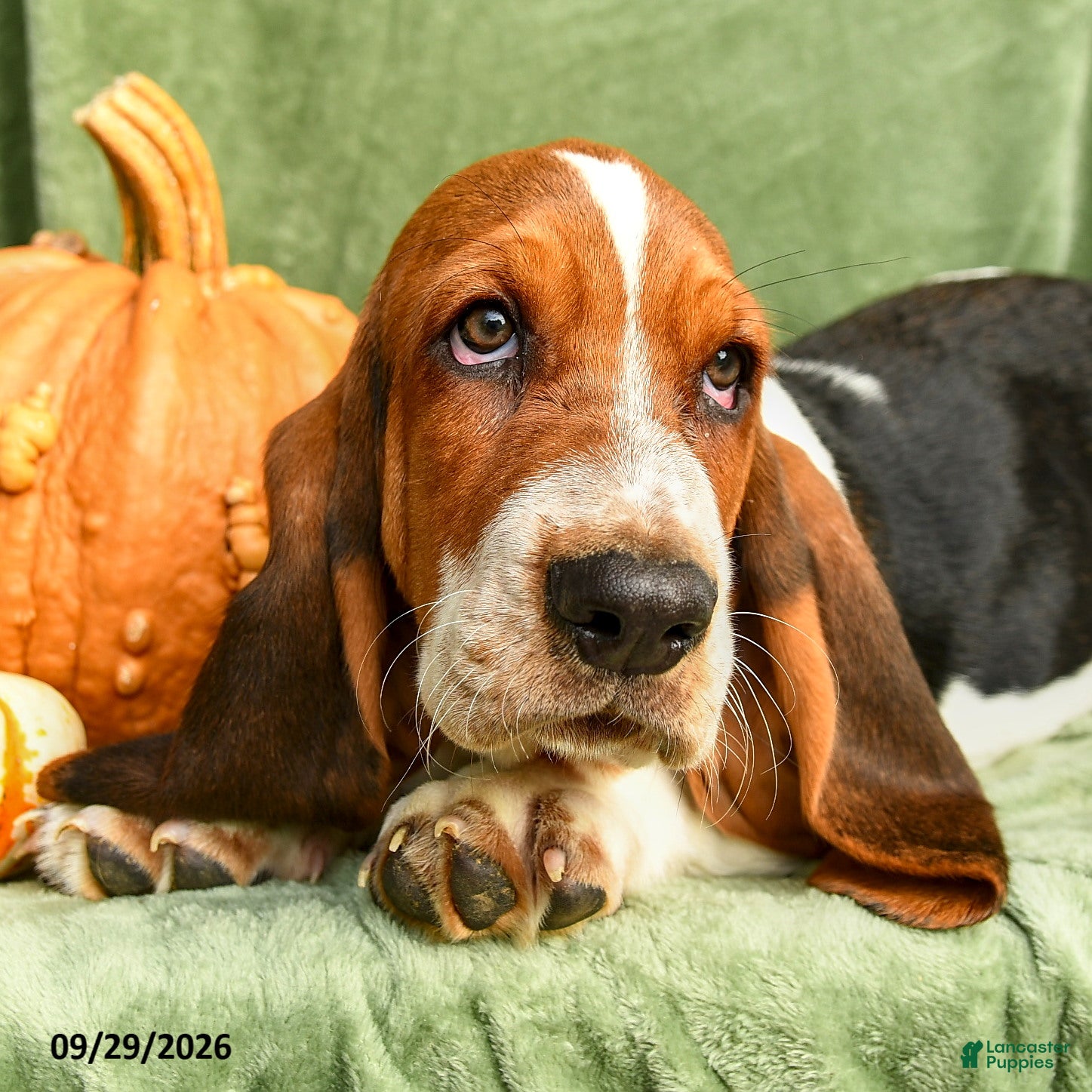 Basset Hound dogs Darcy - Ad 2