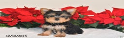 Yorkshire Terrier dogs for sale: Jaxson - Ad 2