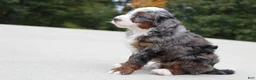 Mini Bernedoodle dogs for sale: Meno  - Ad 3