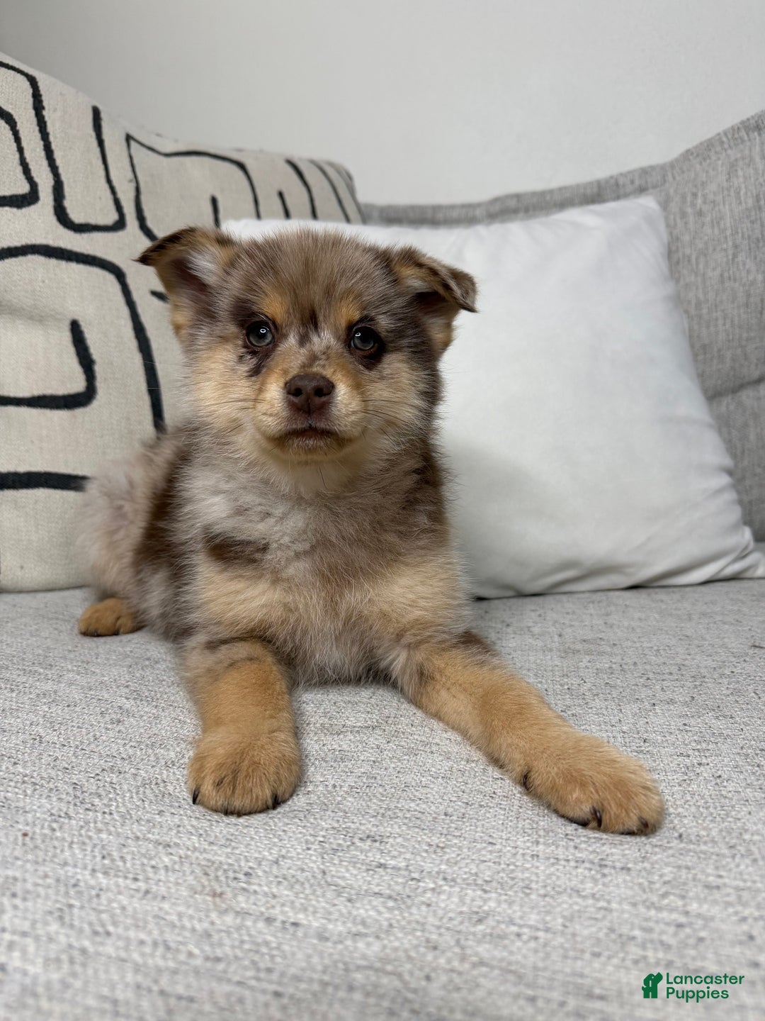 Pomsky dogs for sale: Molly - Ad 5