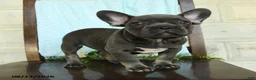 French Bulldog dogs for sale: Logan - Ad 5