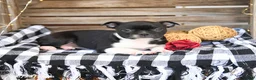 Boston Terrier dogs for sale: Zach - Ad 3