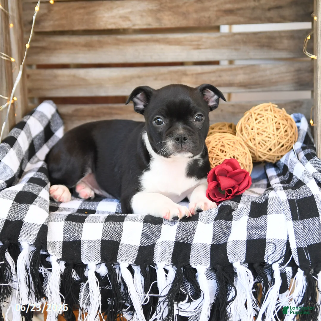 Boston Terrier dogs for sale: Zach - Ad 3