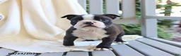 Boston Terrier dogs for sale: Cash - Ad 4