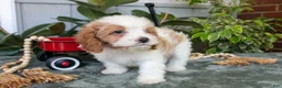 Cavapoo dogs for sale: Buster - Ad 3