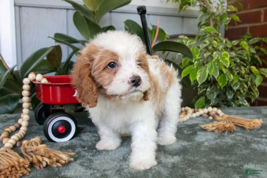 Cavapoo dogs for sale: Buster - Ad 3
