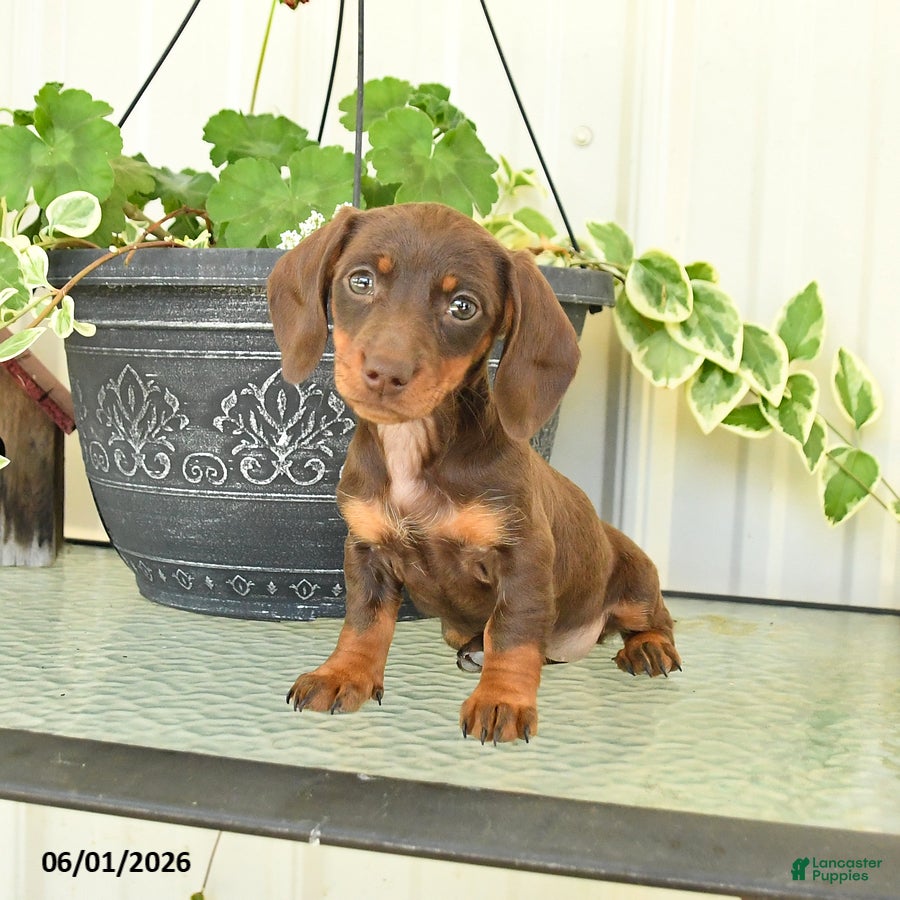 Dachshund dogs for sale: Marcy - Ad 4