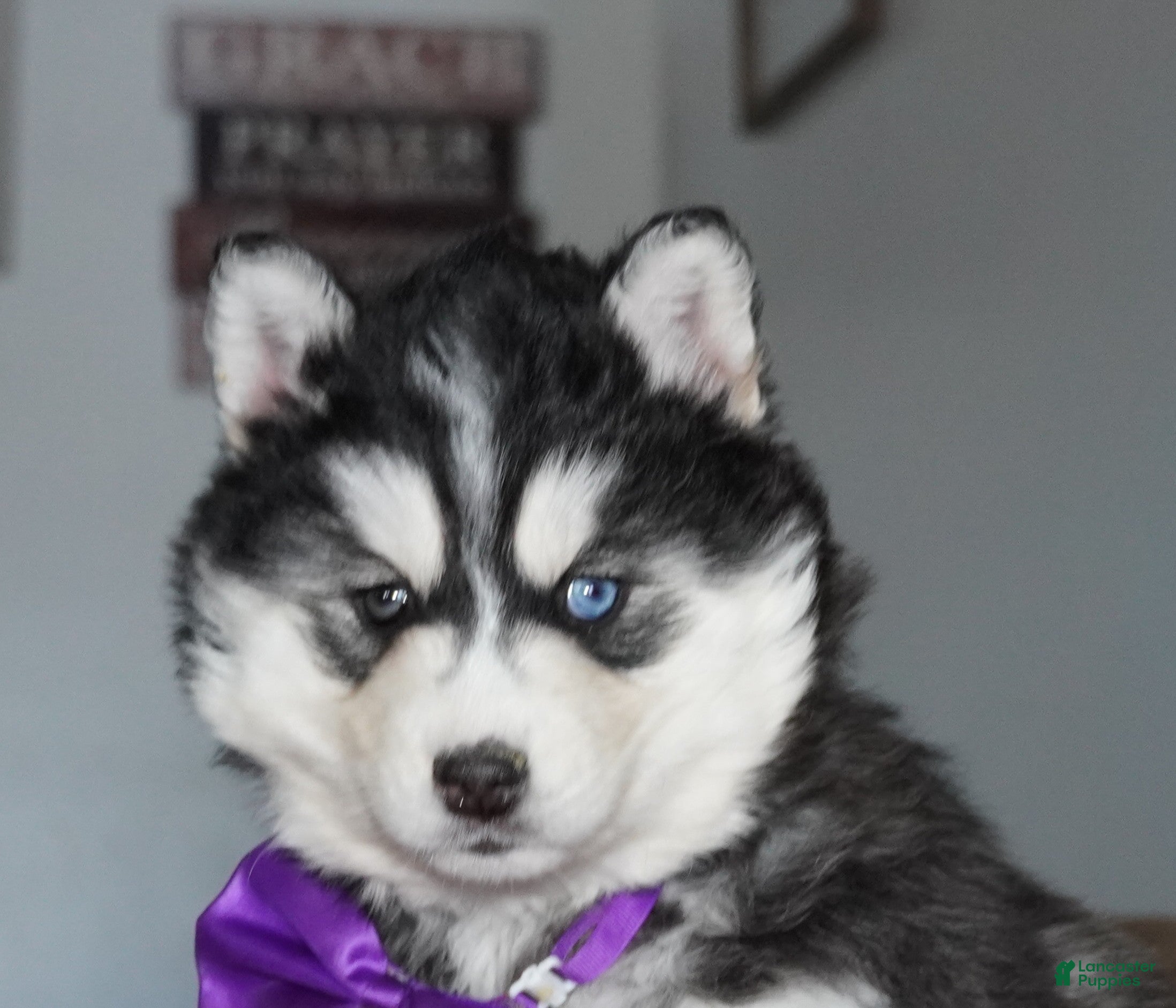 Siberian Husky dogs North - Ad 34