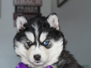 Siberian Husky dogs North - Ad 34