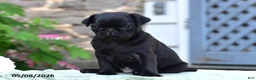Pug dogs for sale: Trooper - Ad 3