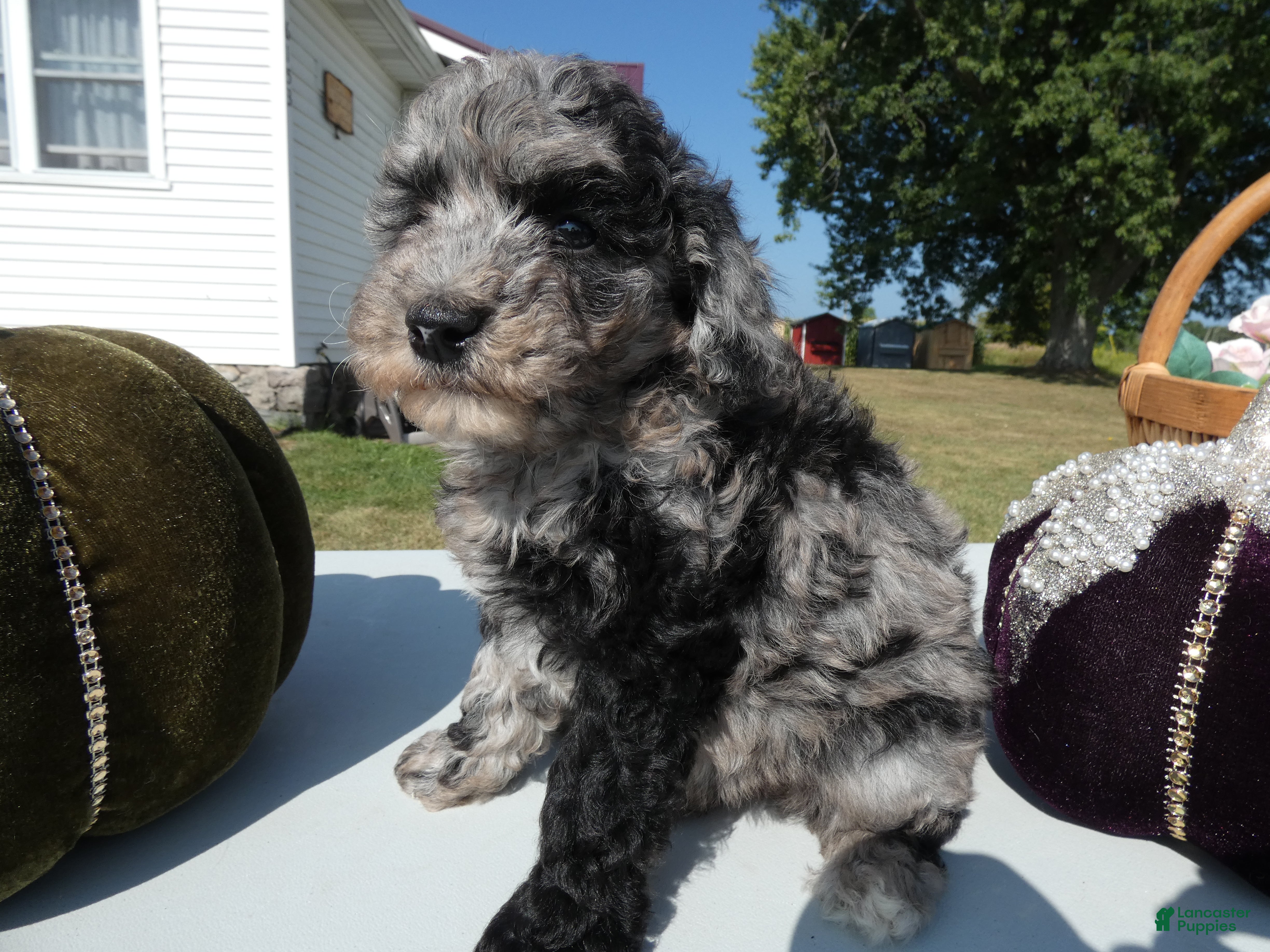 Toy Poodle dogs Toy Poodle 5 Mocha - Ad 3
