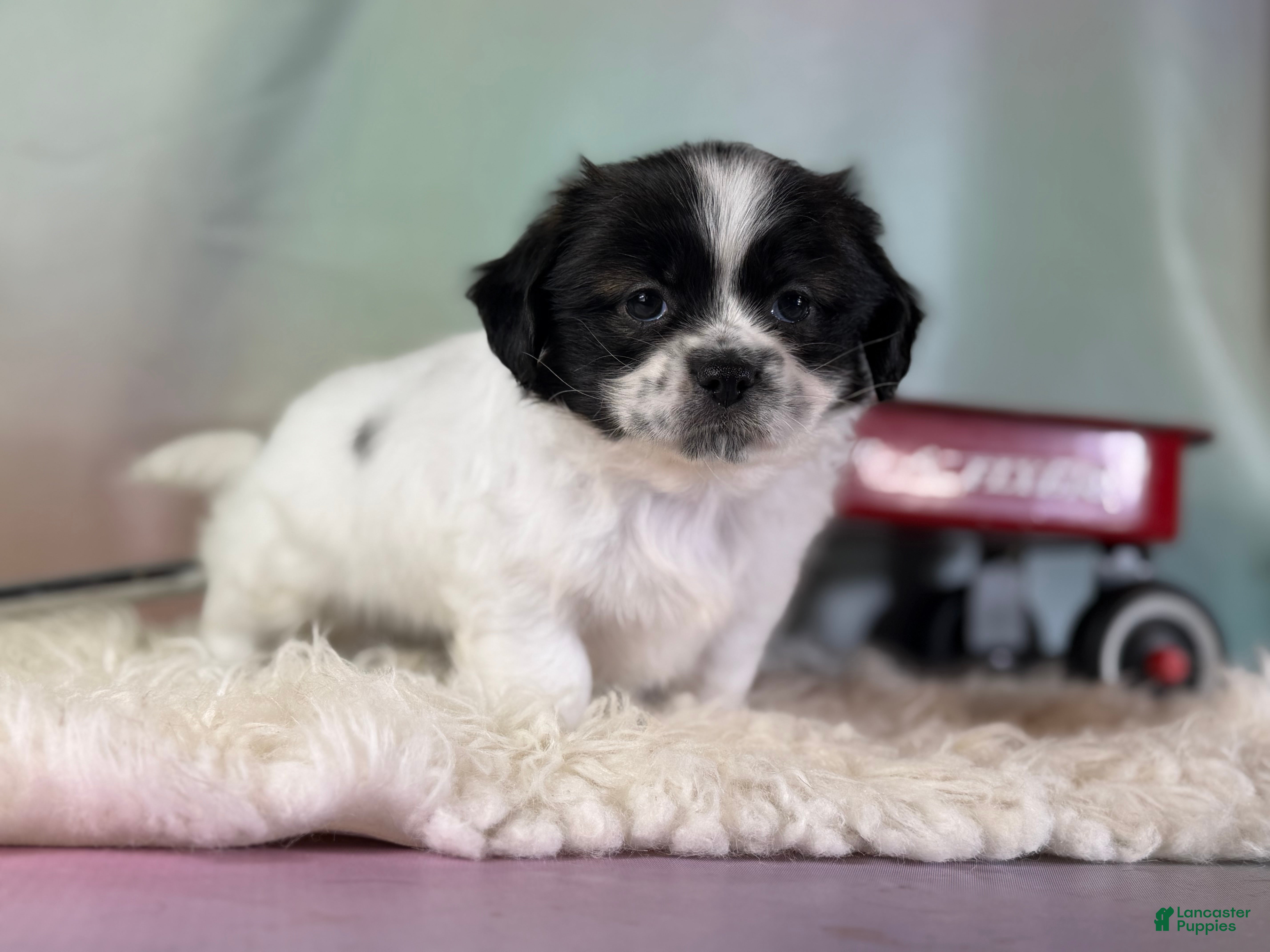 Teddy Bear dogs Lily - Ad 2
