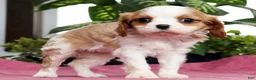 Cavalier King Charles Spaniel dogs for sale: Talia - Ad 4