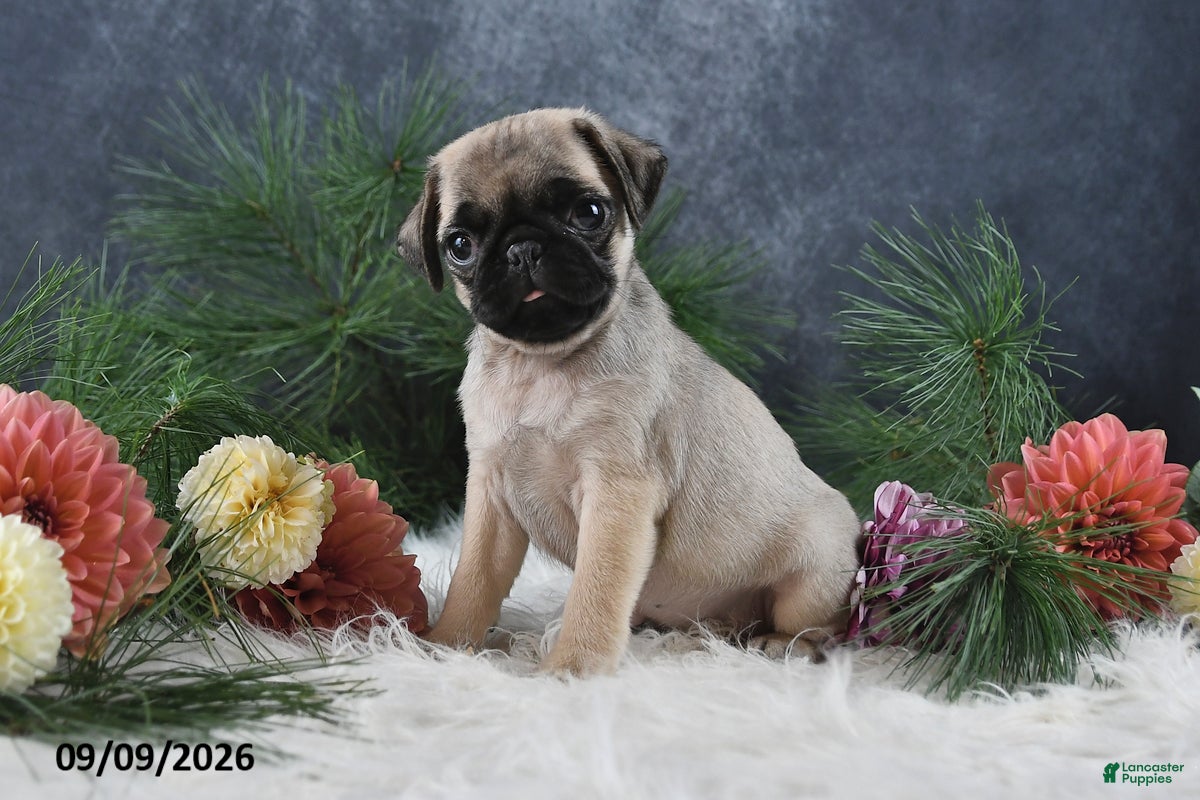 Pug dogs Nicholas - Ad 2