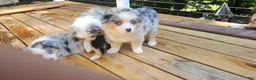 Miniature Australian Shepherd dogs for sale: Glacier - Ad 2