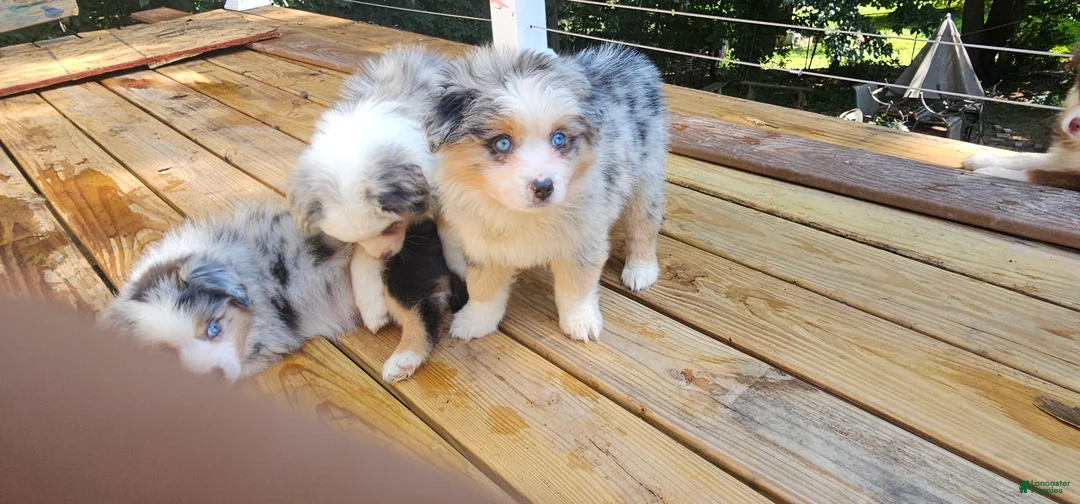 Miniature Australian Shepherd dogs for sale: Glacier - Ad 2