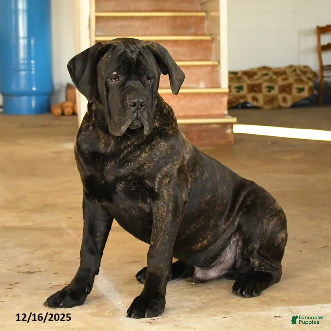Cane Corso dogs for sale: Rockford - Ad 4