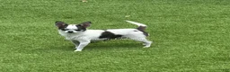 Chihuahua dogs for sale: Nancy - Ad 3