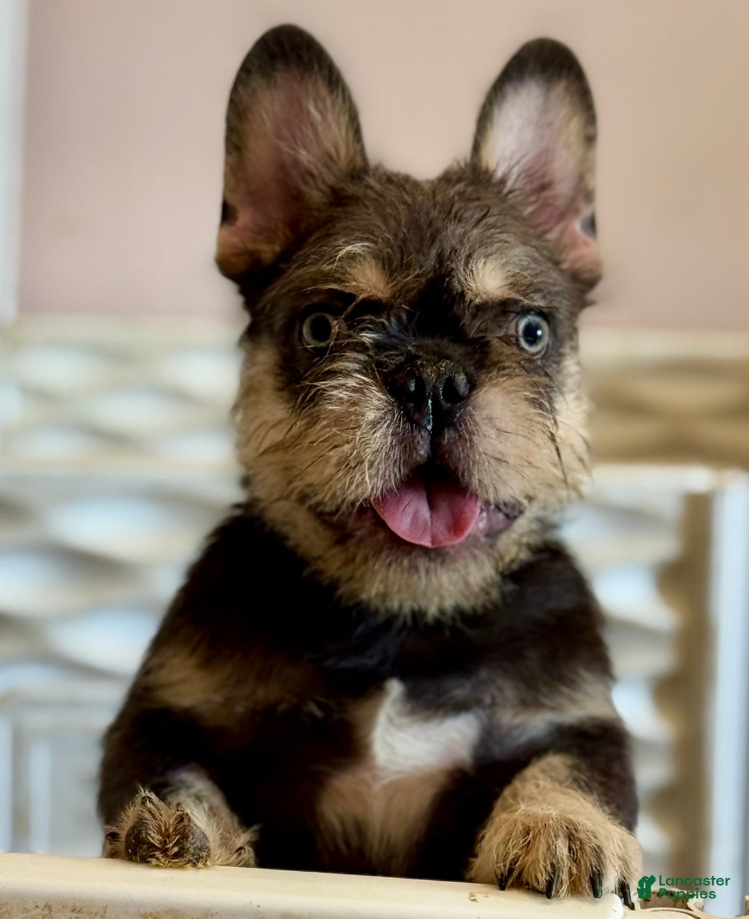 French Bulldog dogs for sale: Mr Spike - Ad 1