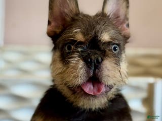 French Bulldog dogs Mr Spike - Ad 16