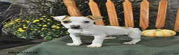 Jack Russell Terrier dogs for sale: Tinsley - Ad 1