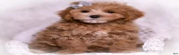 Maltipoo dogs for sale: Teeko - Ad 6