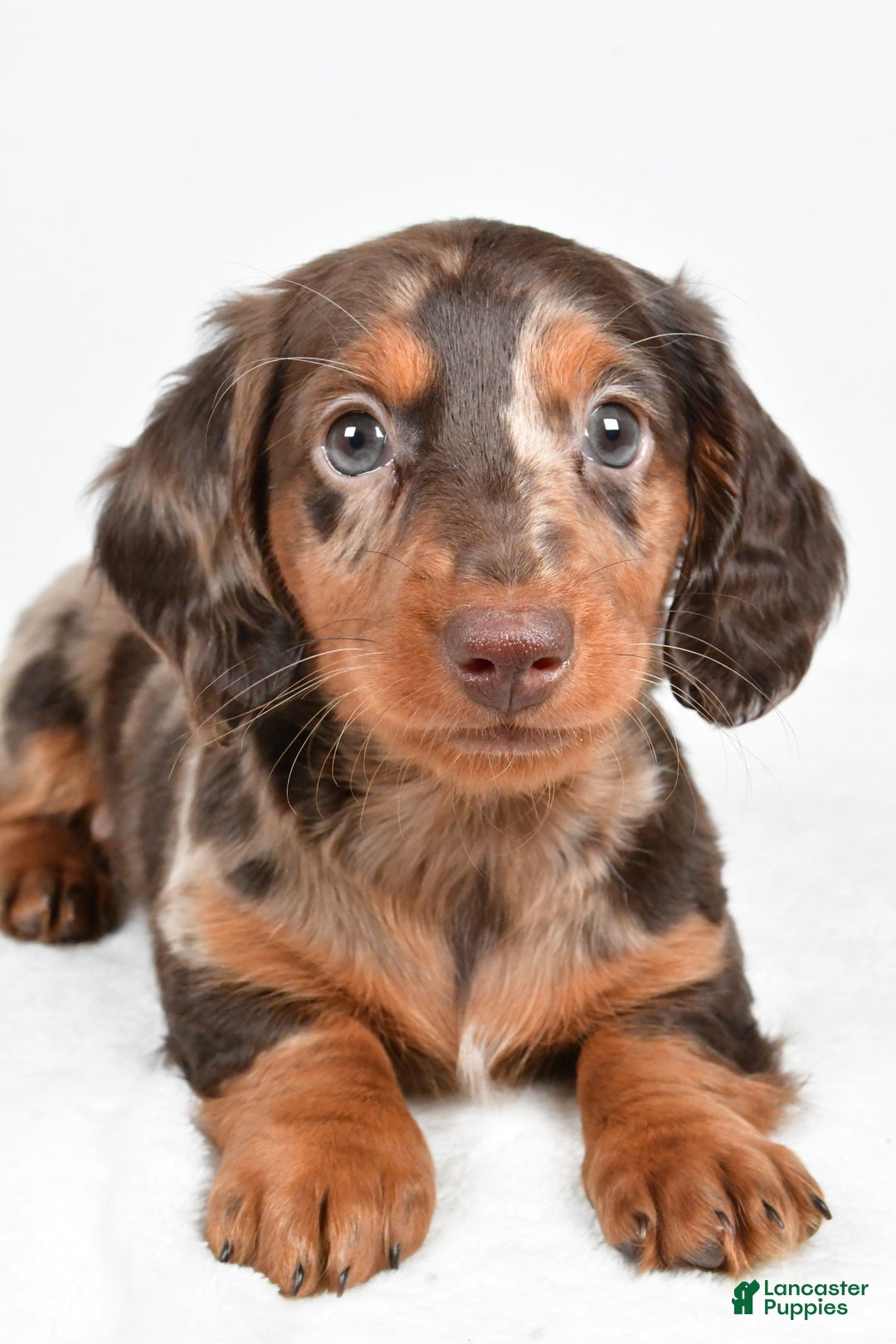 Miniature Dachshund dogs for sale: Angel - Ad 2