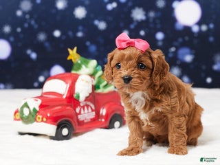 Cavapoo dogs Shelby - Ad 24