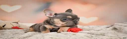 French Bulldog dogs for sale: Annie - Ad 9