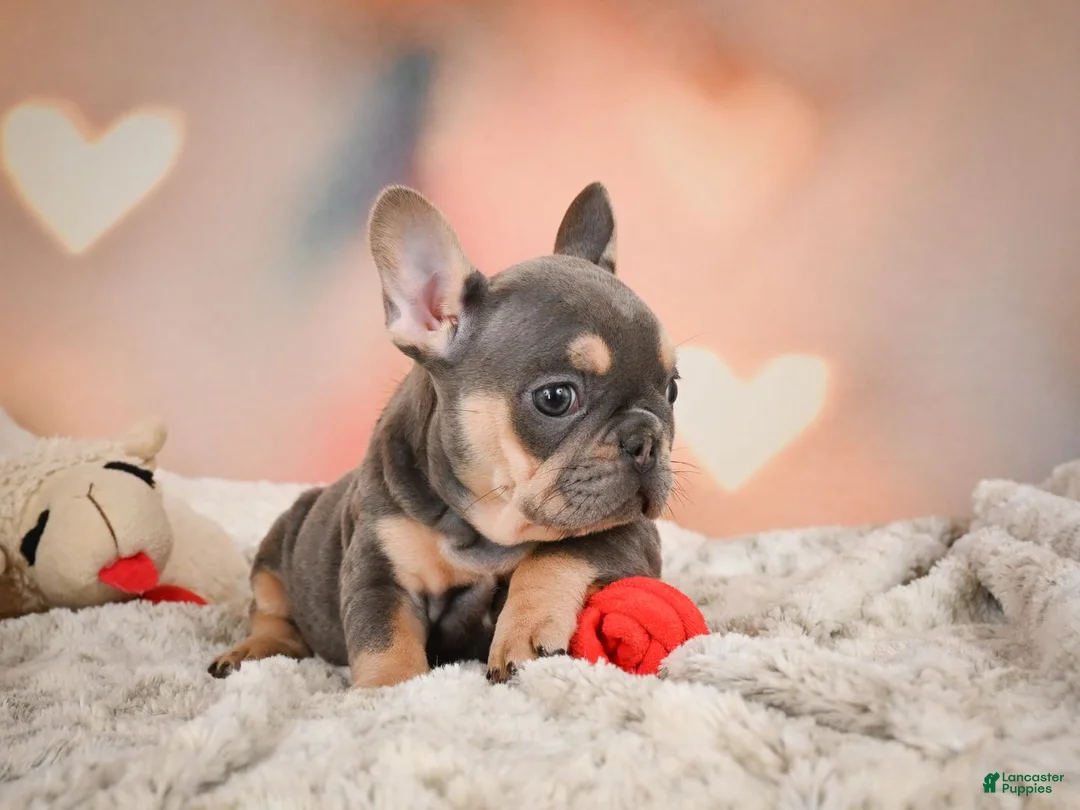 French Bulldog dogs for sale: Annie - Ad 9